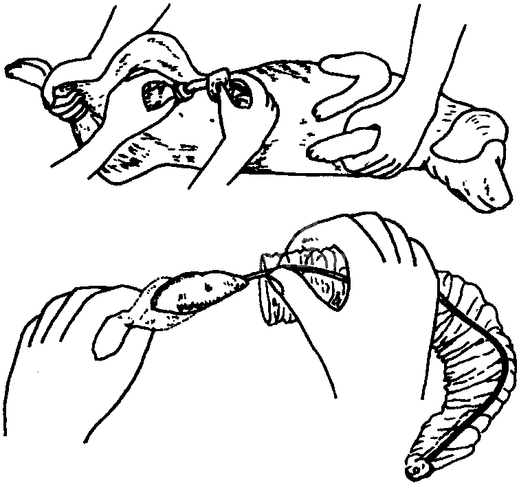 (一) 雄犬导尿法