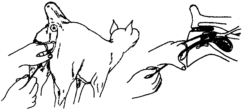 (二) 雌犬导尿法