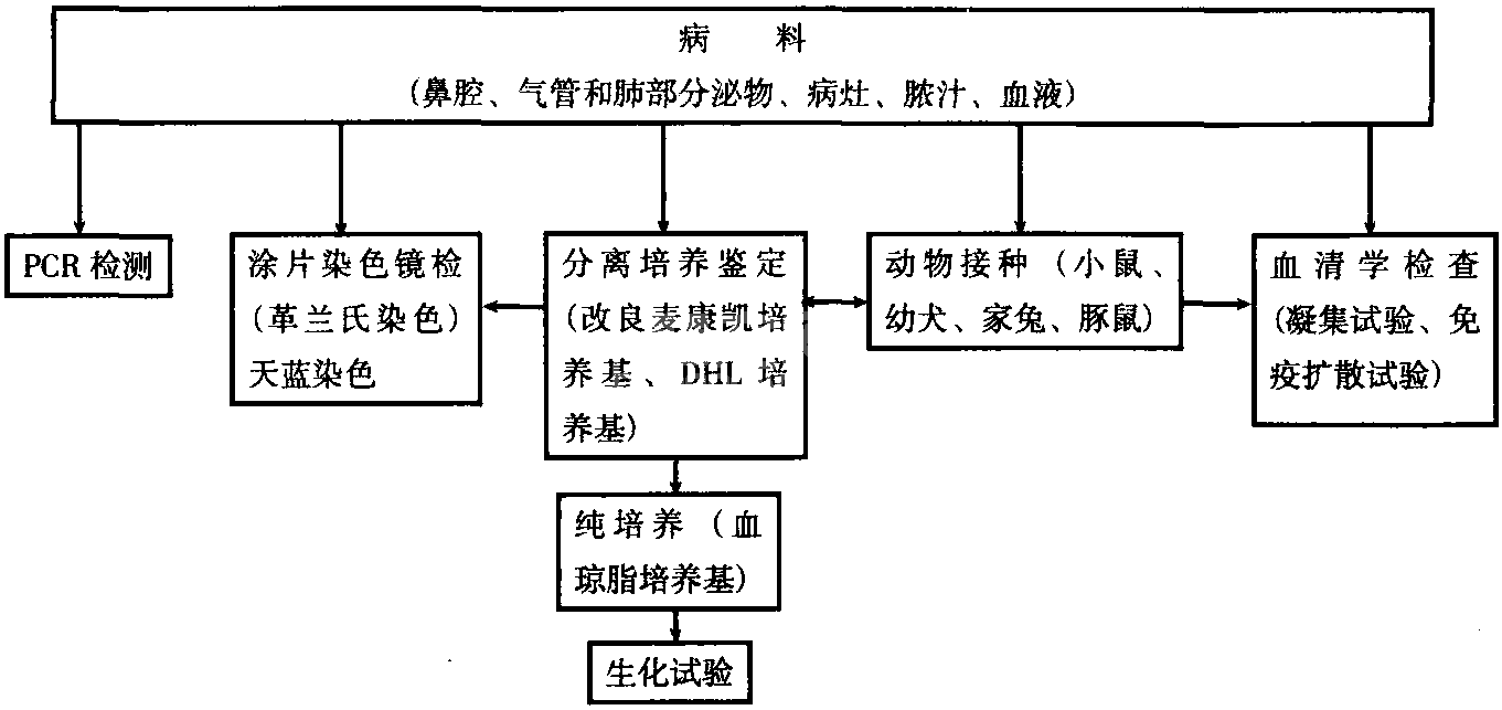 十四、犬支气管败血博代氏菌病