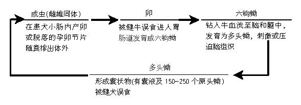 五、牛绦虫幼虫病(囊尾蚴病)