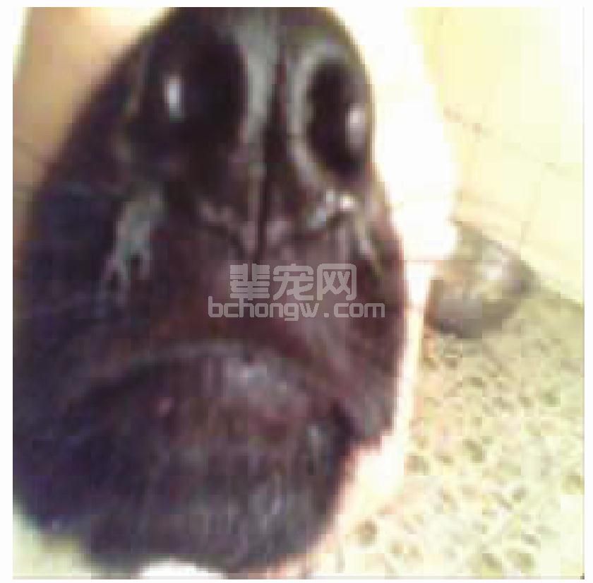 副流感病毒感染