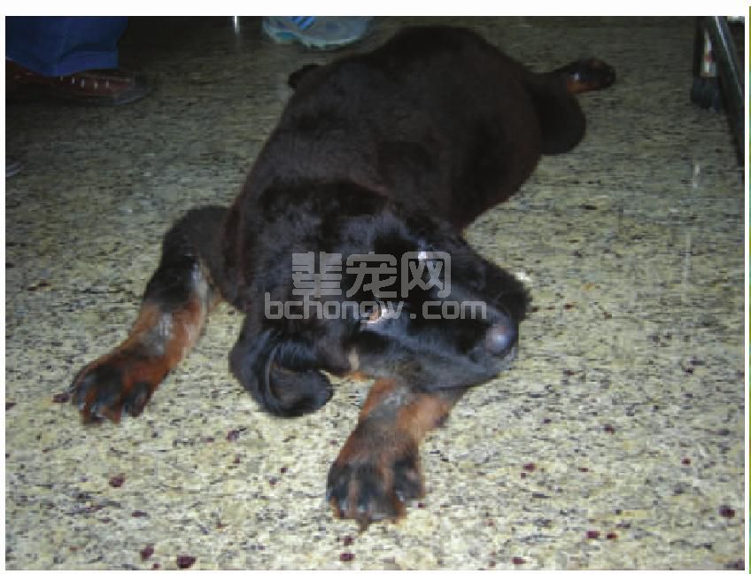 附红细胞体病