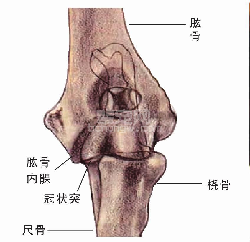 肘关节发育不良