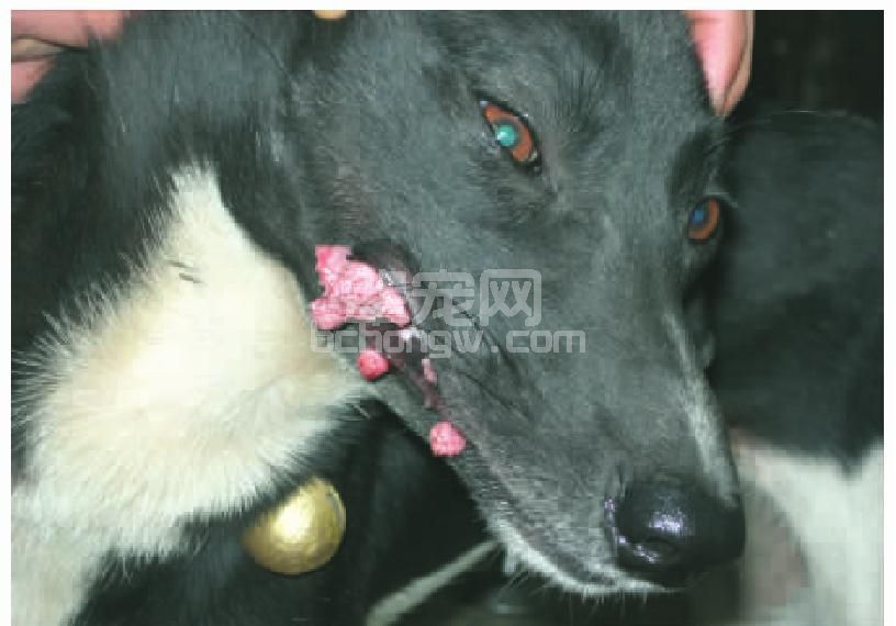 皮肤乳头状瘤