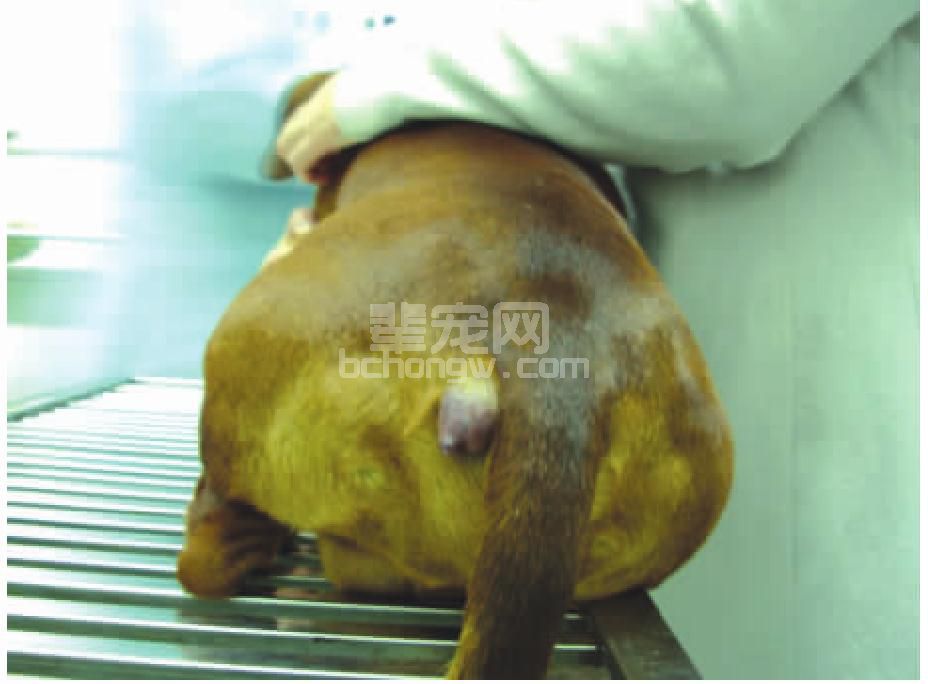 肛周腺瘤