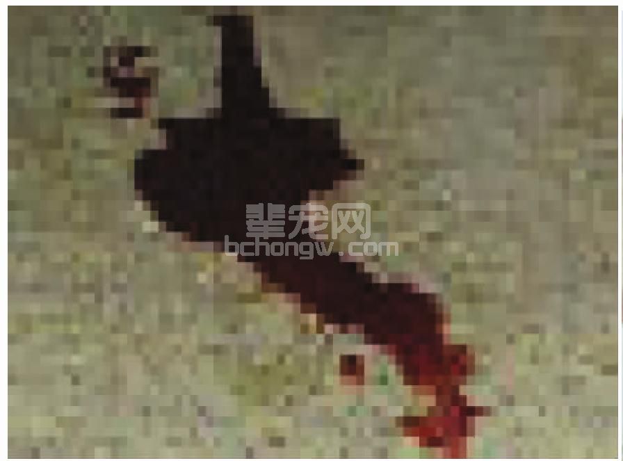 洋葱、大葱中毒