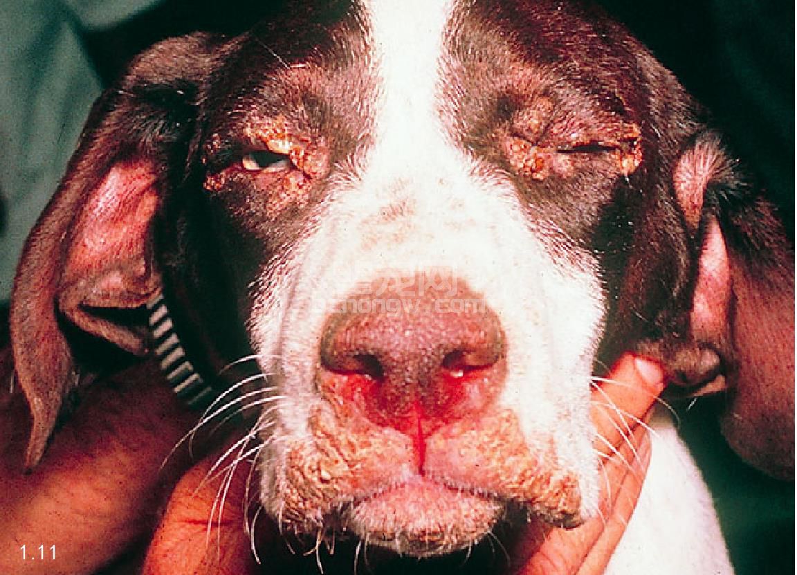 4. 犬瘟热病毒感染