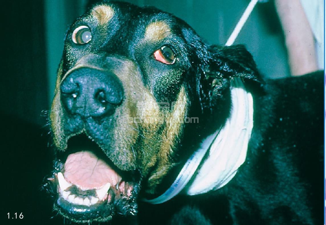6. 狂犬病