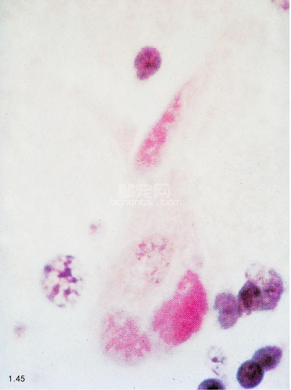 5. 猫狂犬病