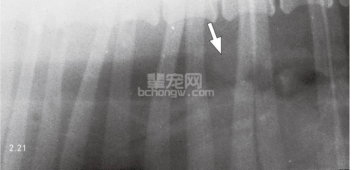 9. 线虫病