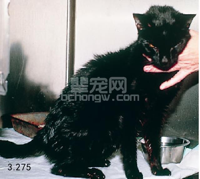 2. 胰腺外分泌功能不足