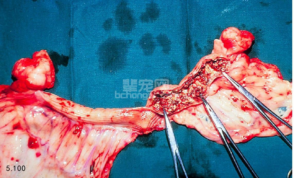 4. 雌犬胎盘附着点复旧不全