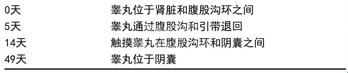 6. 隐睾病