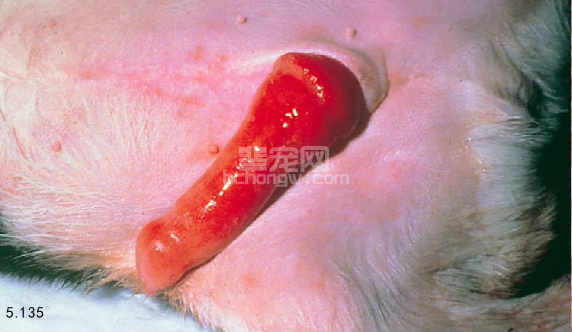 2. 犬的包茎、箝顿包茎和阴茎异常勃起症