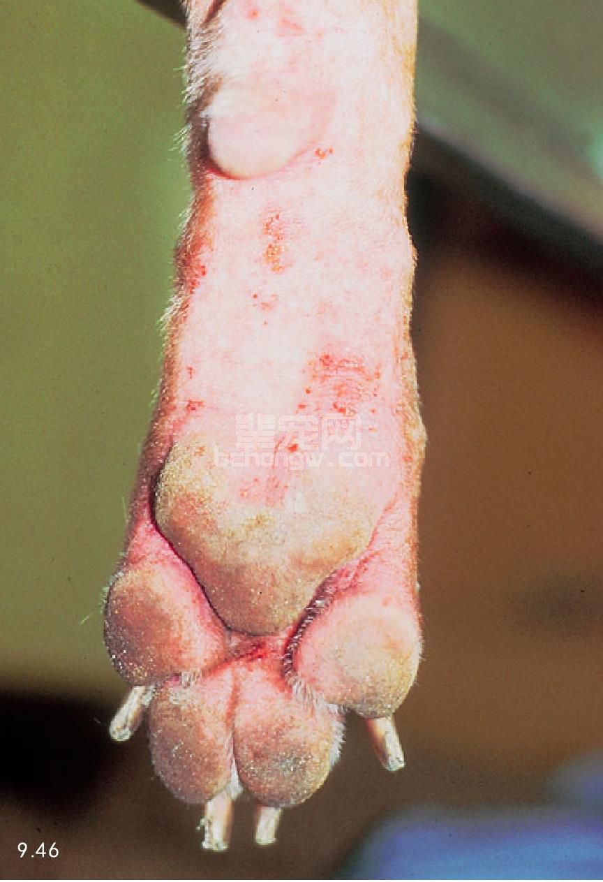 1. 犬遗传性过敏性皮炎
