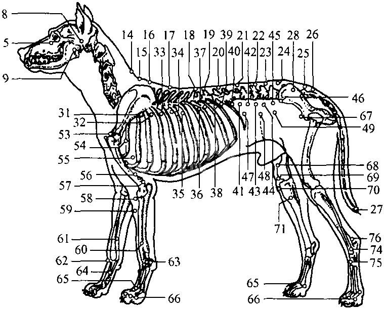 犬针灸穴位