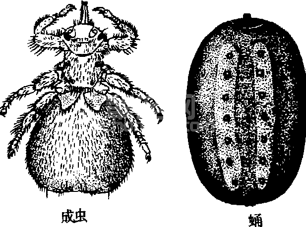 虱蝇