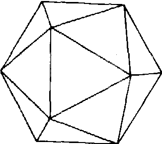 细小病毒属