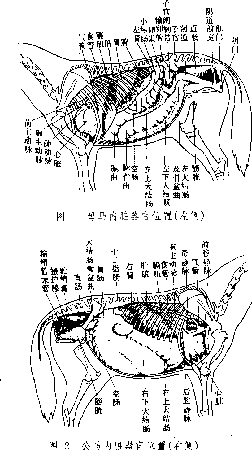 直肠检查