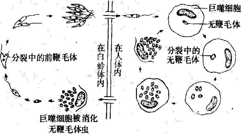利什曼原虫病
