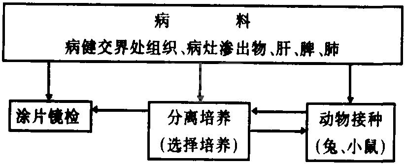 十一、坏死杆菌病