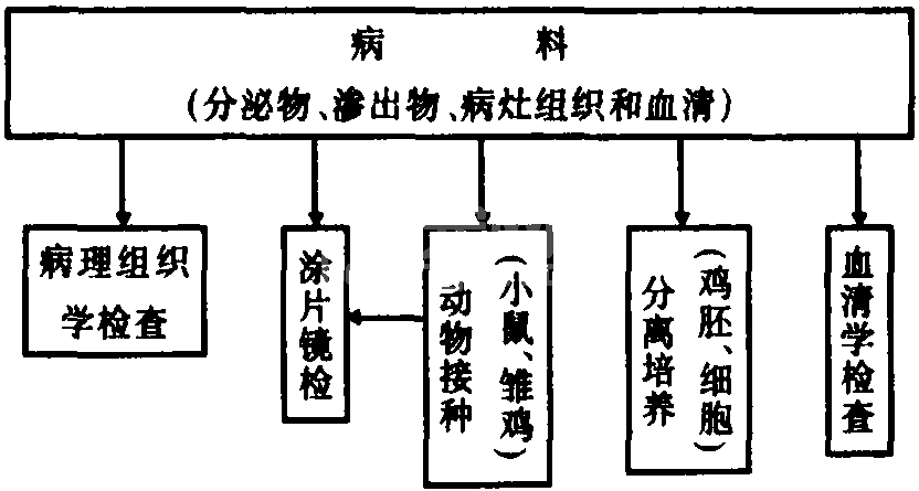 四、猫衣原体病