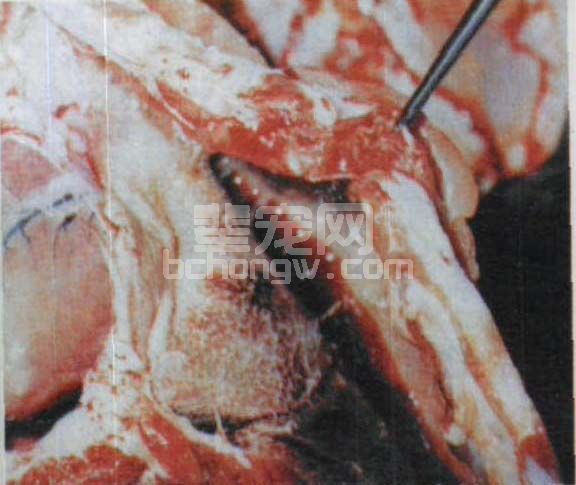 十六、传染性胸膜肺炎