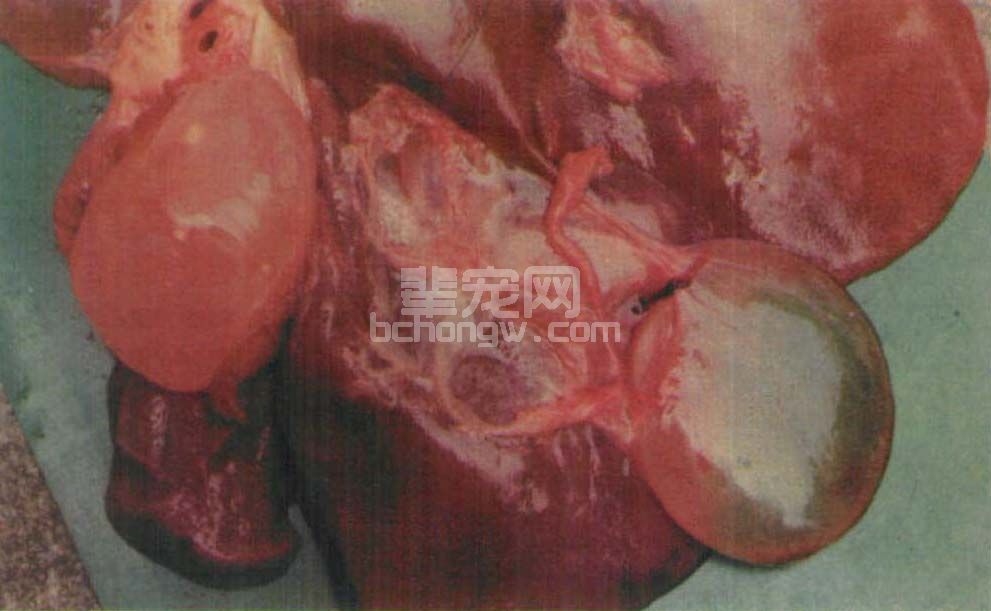 三十五、细颈囊尾蚴病