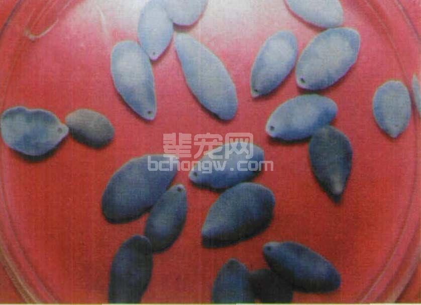 三十六、姜片吸虫病