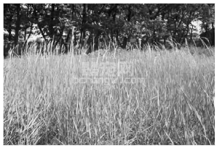 （一）优质牧草品种及高效栽培技术