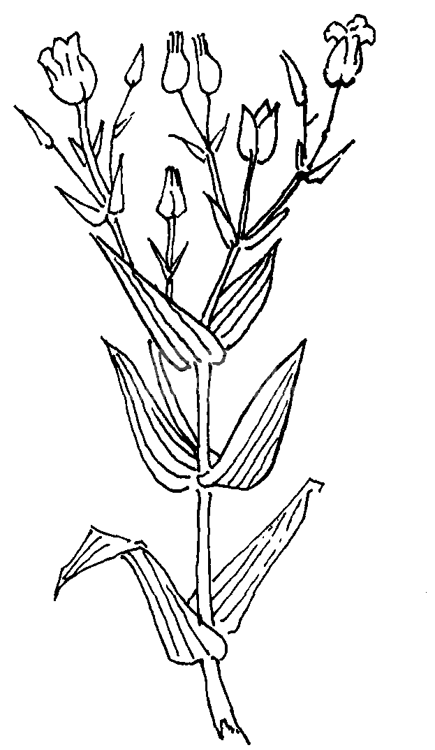 (三) 家兔可饲用的青草