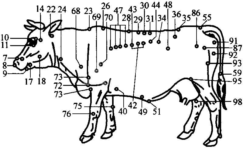 牛针灸穴位