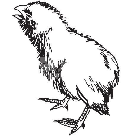 （二）鸡常见病及防治