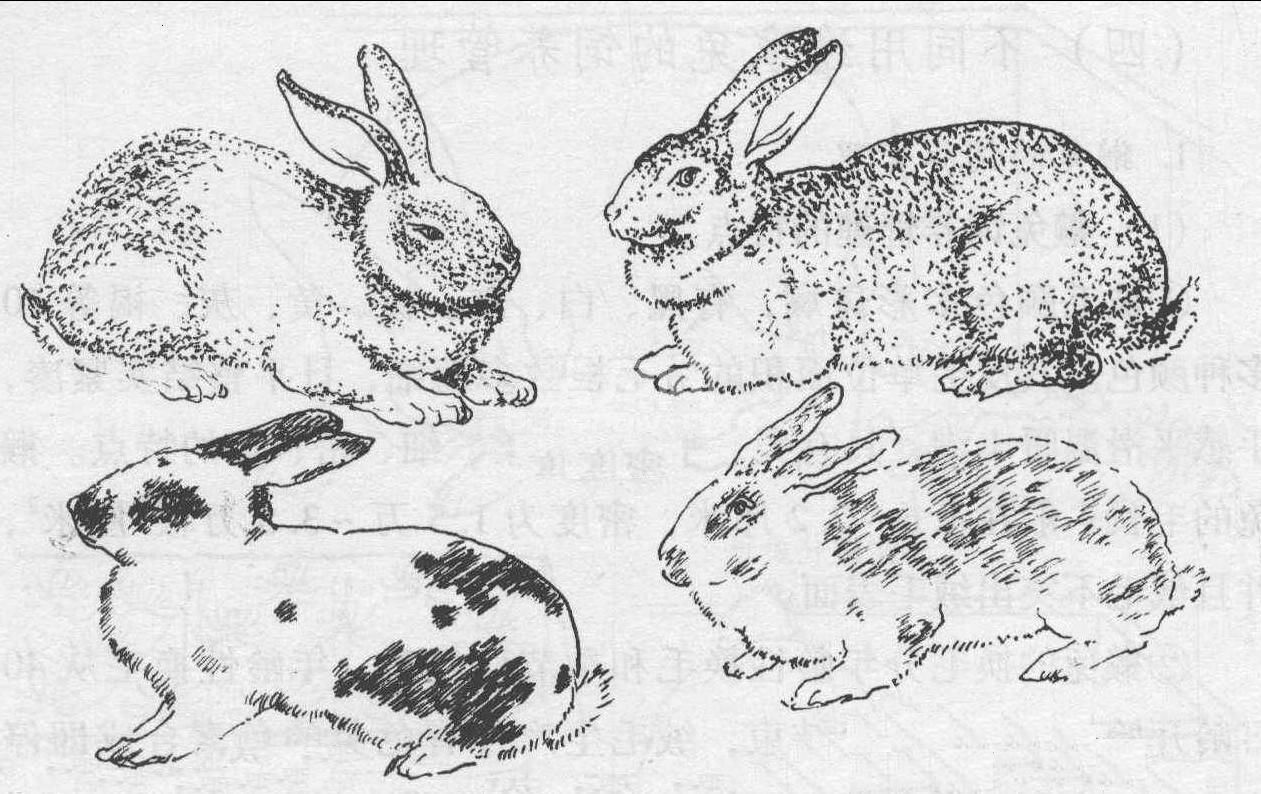 (四) 不同用途家兔的饲养管理