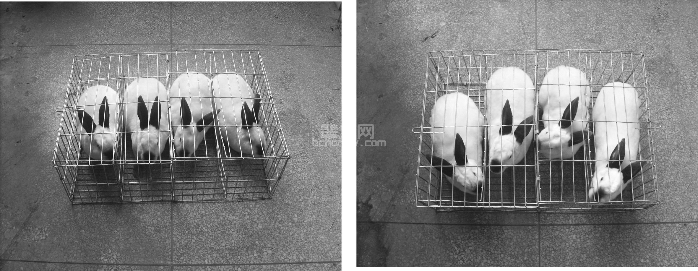 三、家兔的品种与引种防病技术