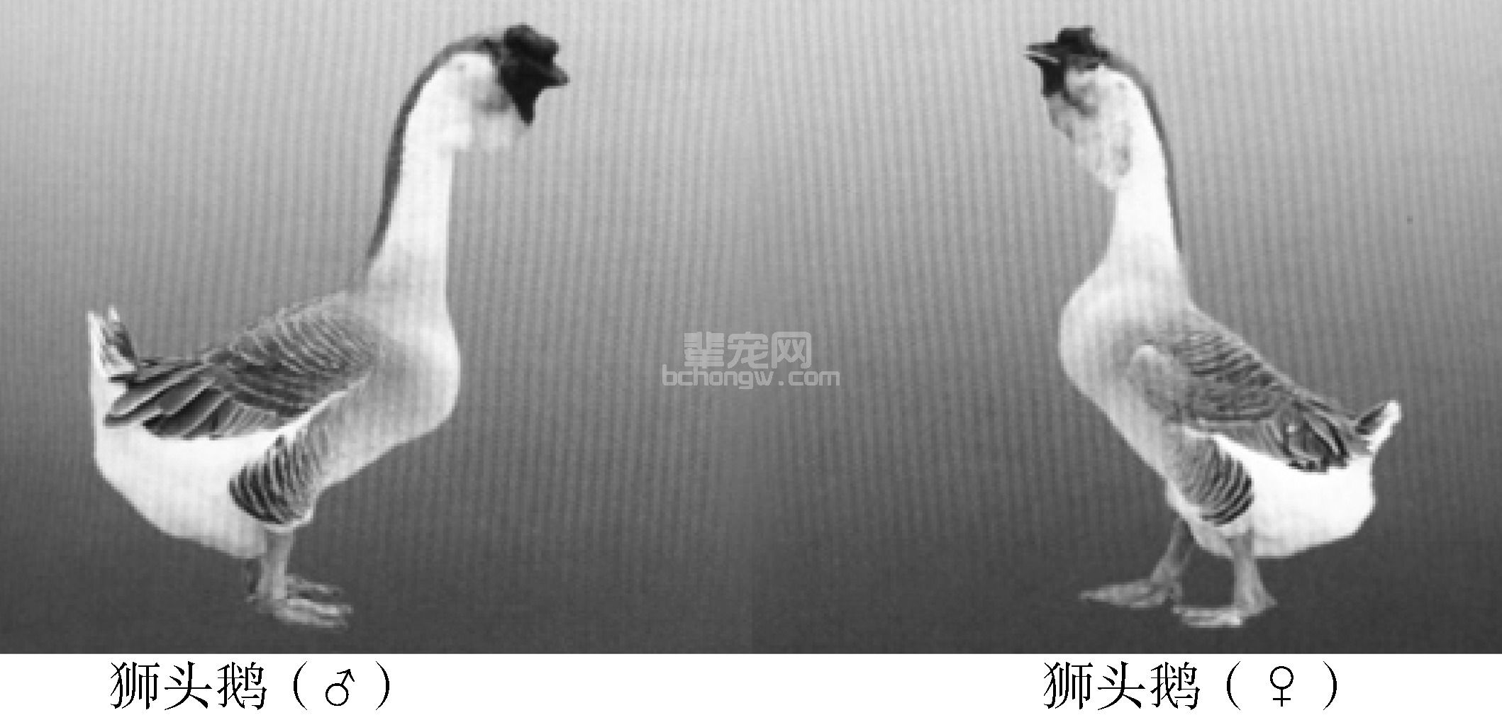 一、中国鹅的主要品种