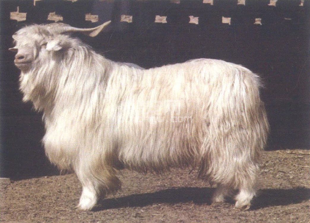 陕北白绒山羊