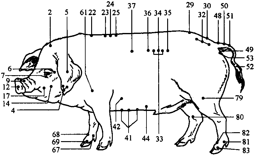 猪针灸穴位
