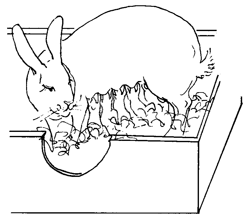 (三) 不同生理阶段家兔的饲养管理