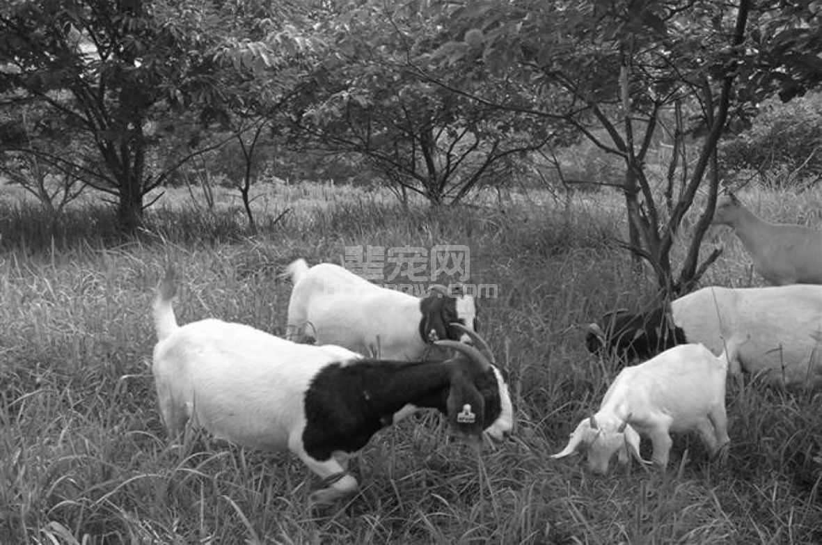 (三)肉用山羊品种