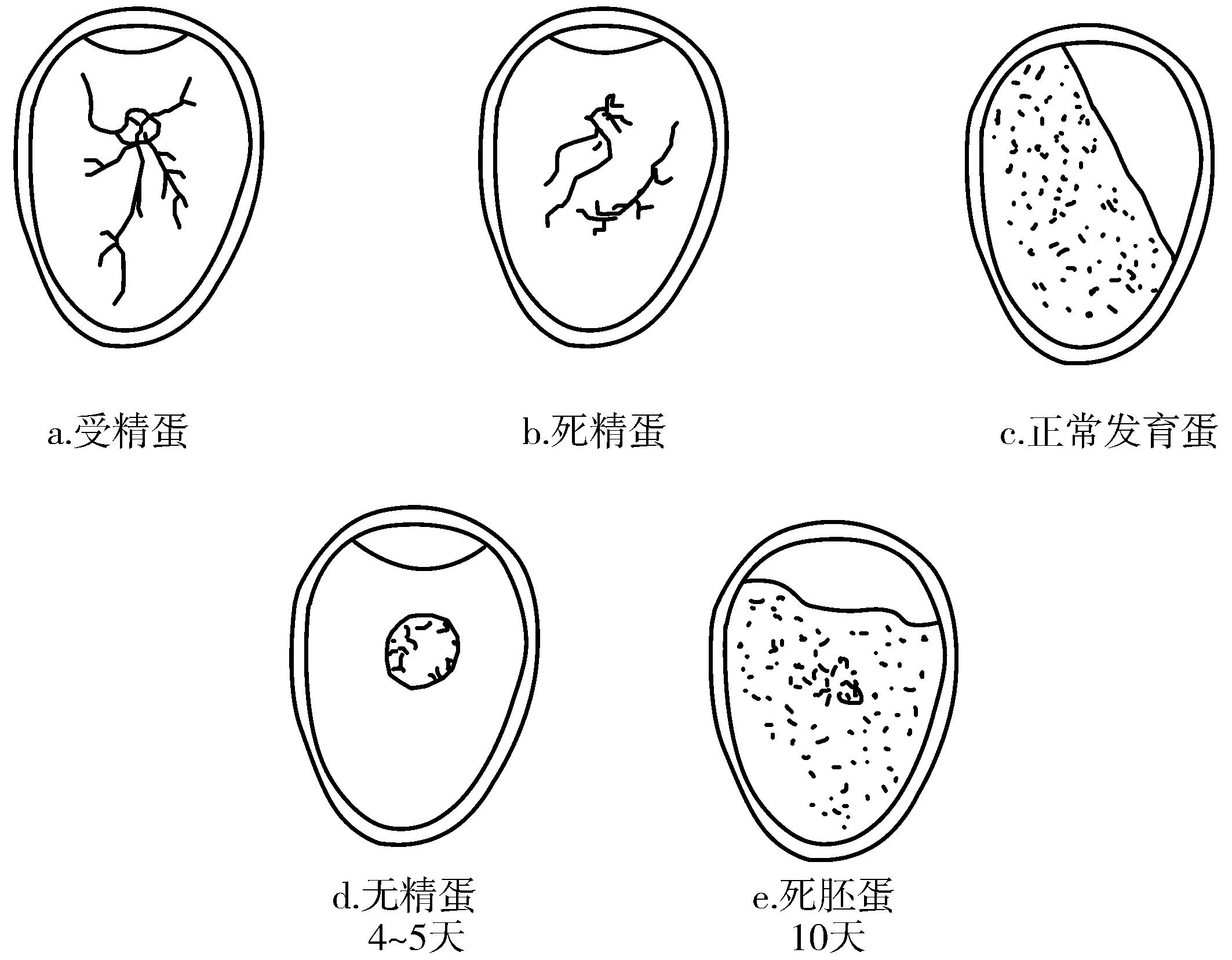 (三)肉鸽传统养殖法——自然孵化，自然育雏