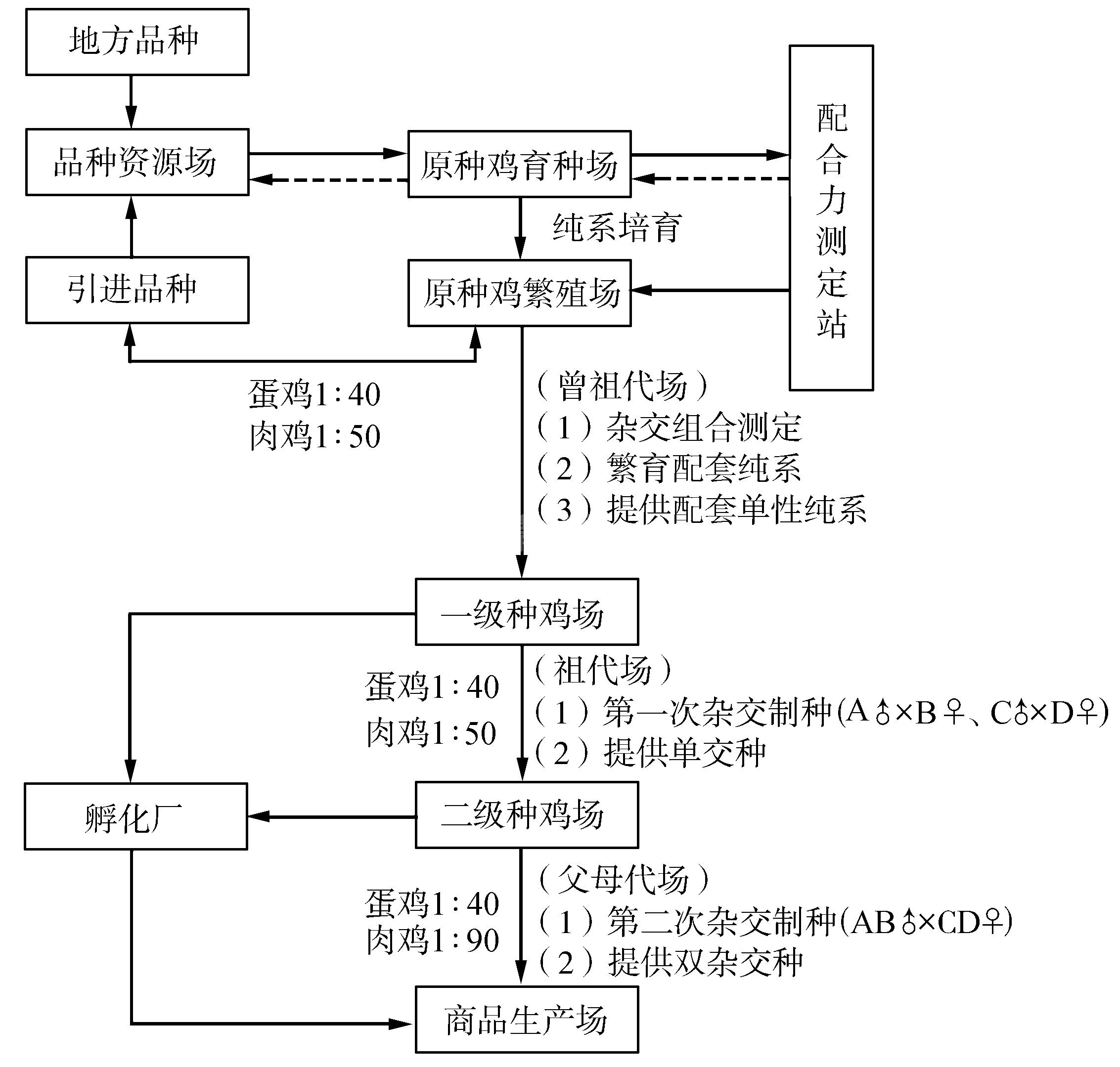 (三)肉鸡标准化生产品种繁育技术