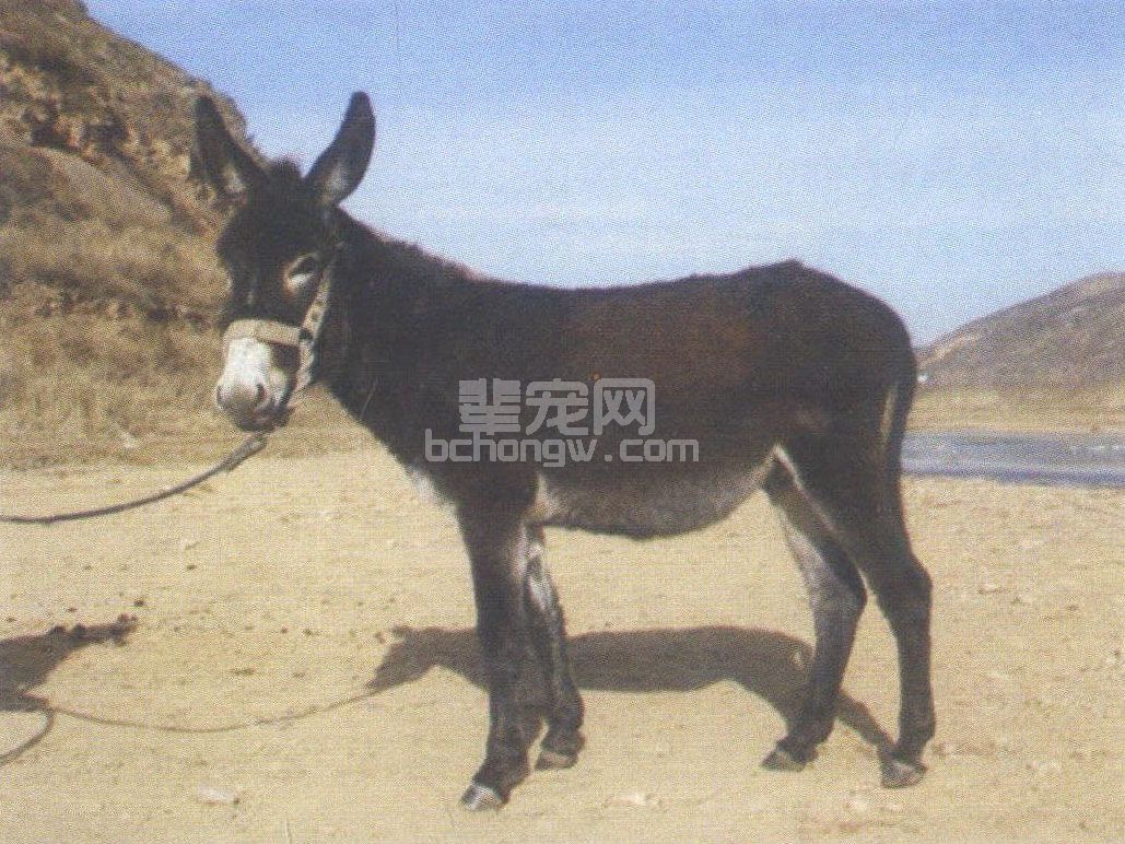 陕北毛驴