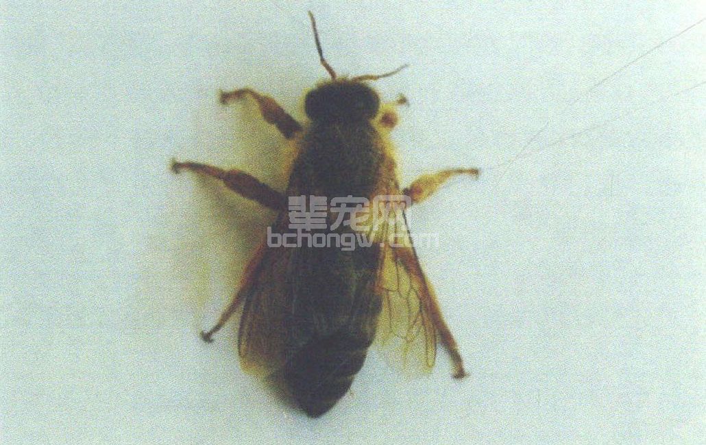 中华蜜蜂