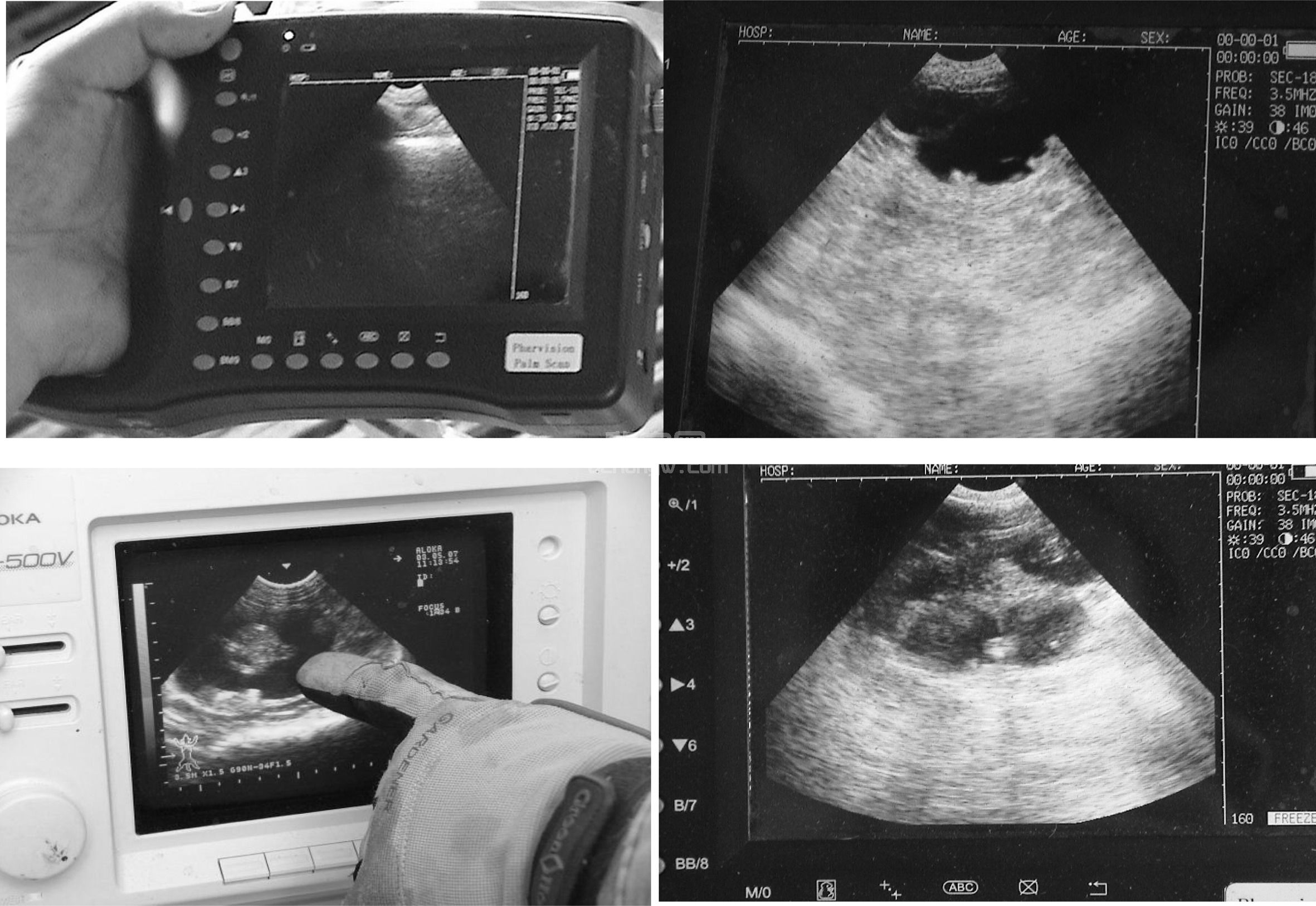 (二)肉羊繁殖管理和调控技术