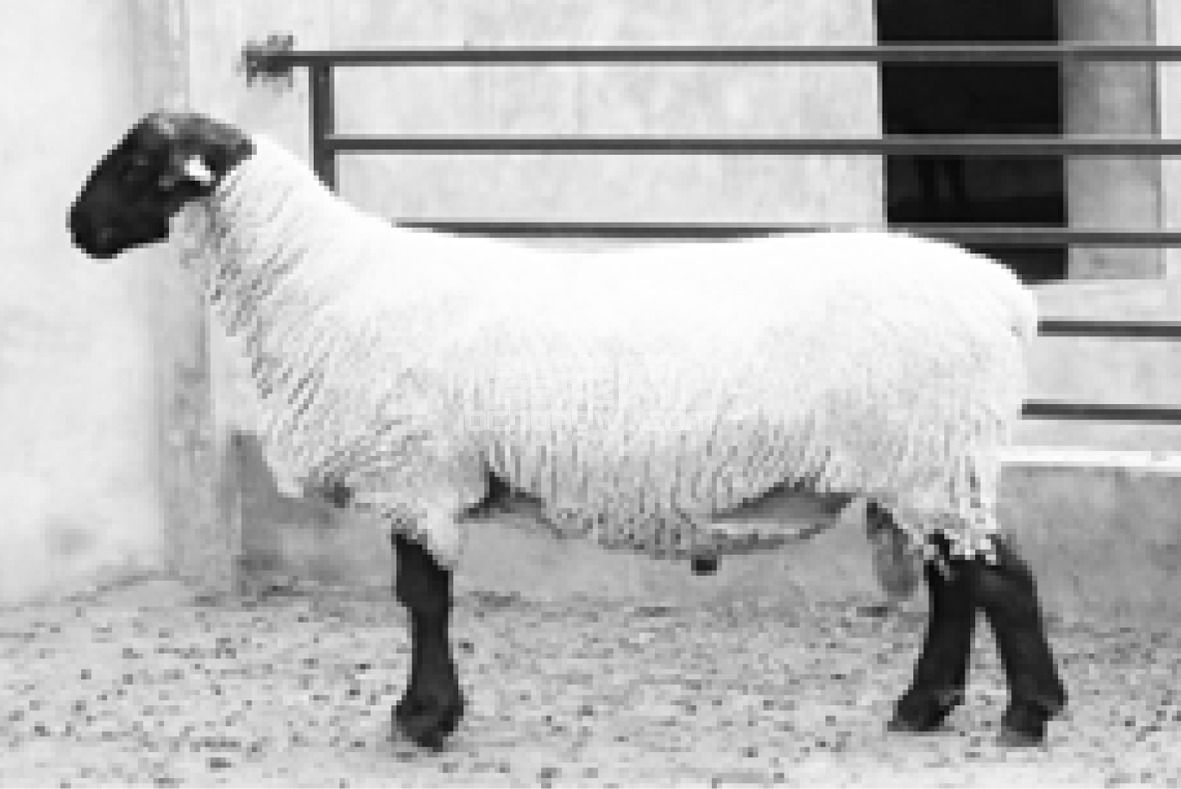 (二)肉用绵羊品种