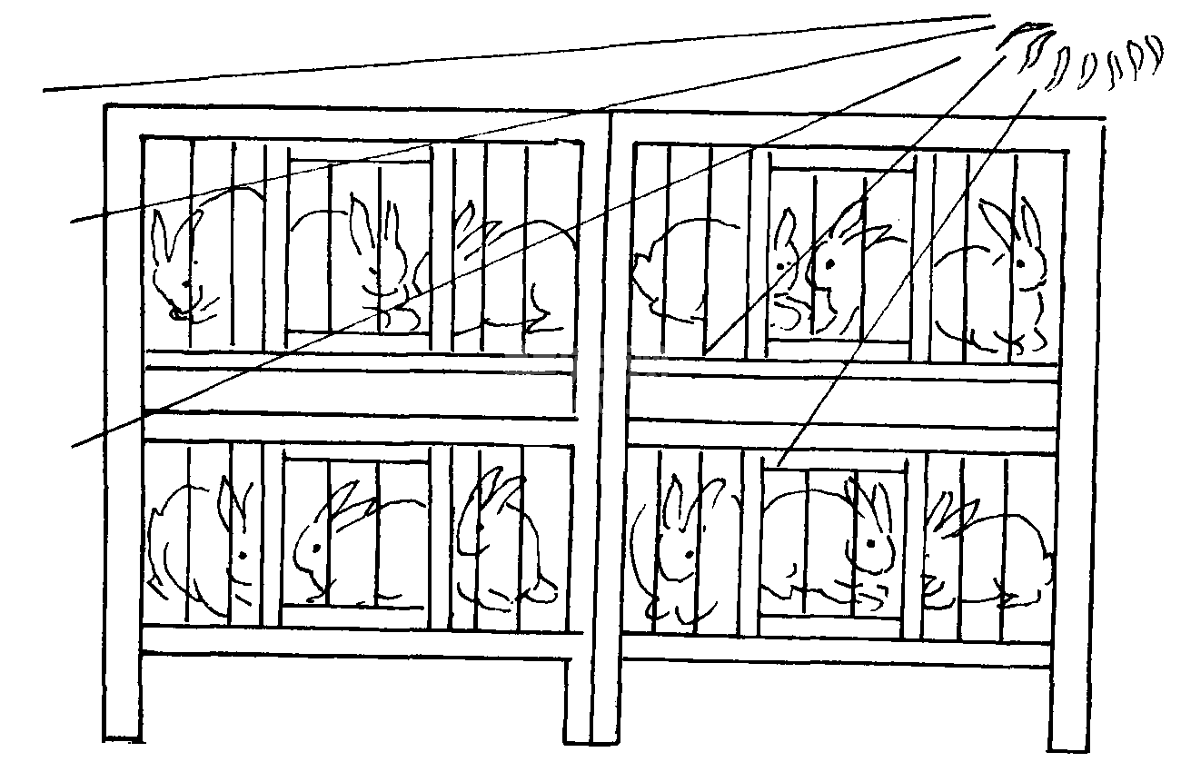 (五) 不同季节家兔的饲养管理