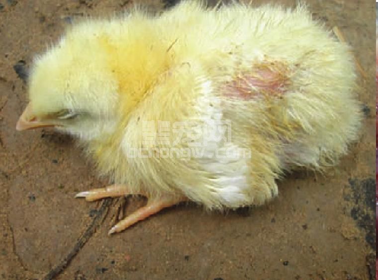 （二）禽沙门杆菌病