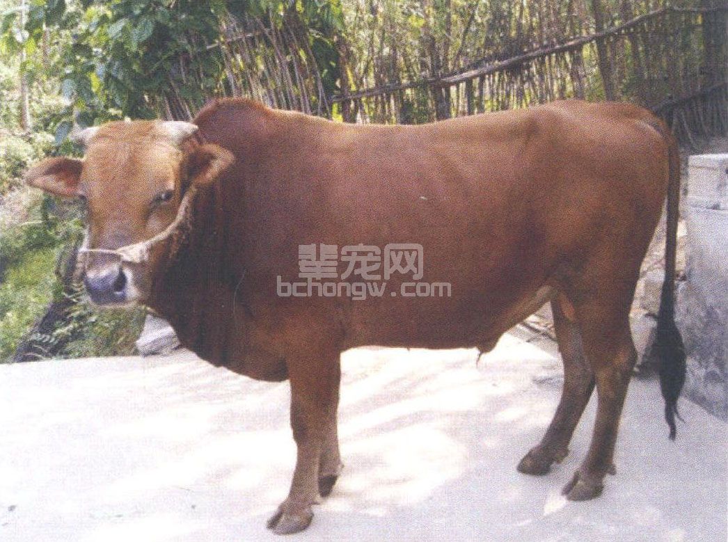岭南牛
