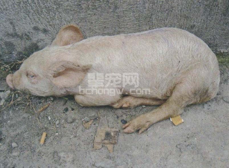 仔猪副伤寒